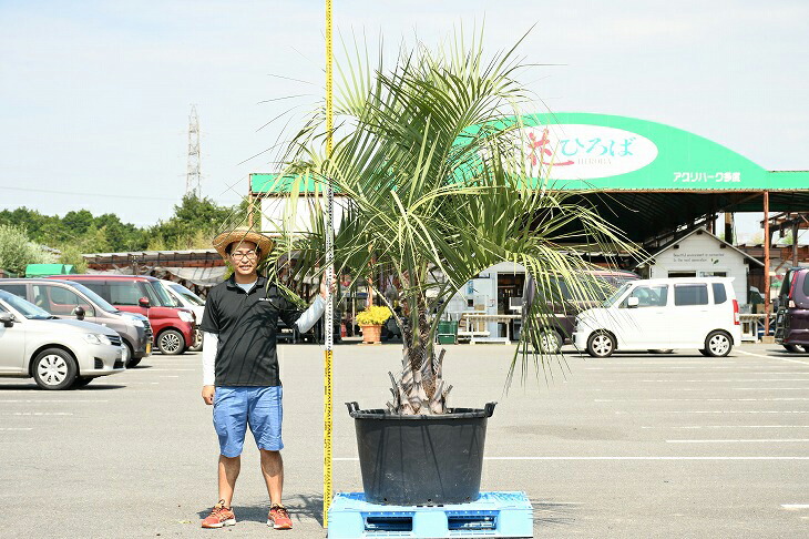 現品発送 耐寒性 ヤシ 苗木 ヤシの木 ココスヤシ 鉢上げ管理中 鉢植え 南国風 庭 木 苗木 観葉植物 植木 庭木 シンボルツリー 常緑樹 高木 R307 35 Factor100 Co Il