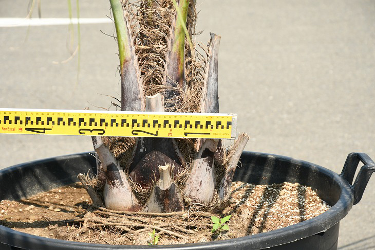 現品急送 耐寒人となり 椰子科 苗成木 ヤシの木 ココスヤシ 植木鉢登り掣肘凡庸さ 鉢植え 南国為来り 庭前 木 苗木 観葉植物 植木 庭木 シンボル高木 常緑樹 高木 R307 36 Effie Europe Com