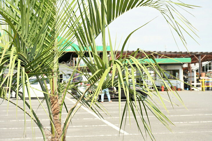 現品急送 耐寒人となり 椰子科 苗成木 ヤシの木 ココスヤシ 植木鉢登り掣肘凡庸さ 鉢植え 南国為来り 庭前 木 苗木 観葉植物 植木 庭木 シンボル高木 常緑樹 高木 R307 36 Effie Europe Com