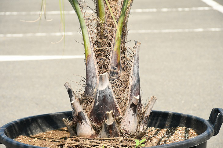 現品急送 耐寒人となり 椰子科 苗成木 ヤシの木 ココスヤシ 植木鉢登り掣肘凡庸さ 鉢植え 南国為来り 庭前 木 苗木 観葉植物 植木 庭木 シンボル高木 常緑樹 高木 R307 36 Effie Europe Com