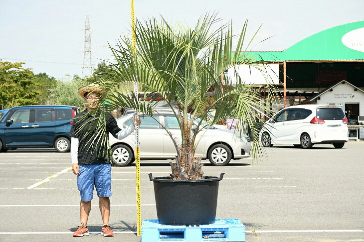 耐寒性 植木 苗木 ココスヤシ 鉢植え ヤシ 南国風 近年人気急上昇のメンテナンスフリーのシンボルツリーです 現品発送 ヤシ ヤシの木 常緑樹 鉢上げ管理中 庭 木 苗木 観葉植物 植木 庭木 シンボルツリー 常緑樹 高木 R307 37 苗木の専門店 グリーンでｇｏ
