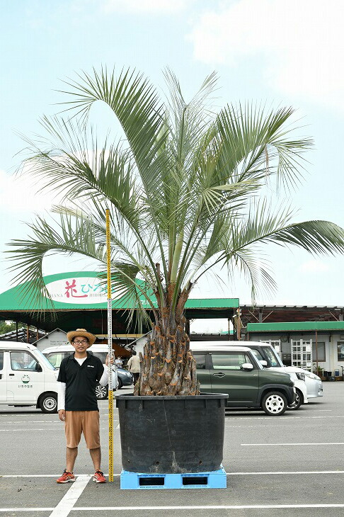 すぐったレディース福袋 現品発送 南国風 苗木 植木 ヤシの木 ヤシ 近年人気急上昇のメンテナンスフリーのシンボルツリーです 耐寒性 R307 4花 ガーデン Diy ココスヤシ 根巻苗 木 鉢上げ管理中 南国風 観葉植物 庭 苗木 植木 庭木 シンボルツリー 常緑樹