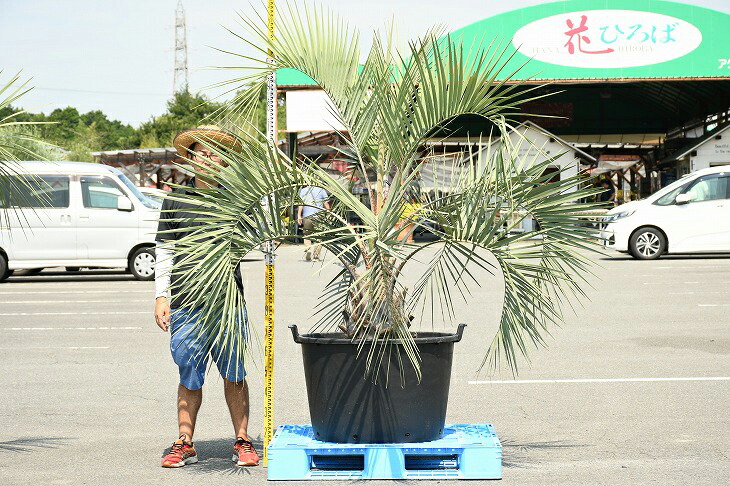 現品送達 耐寒稟質 ヤシ科 苗木 ヤシの木 ココスヤシ どんぶり鉢昇規定まっただ中 鉢植え 南国トラディション 園庭 木 苗木 観葉植物 植木 庭木 印樹木 常緑樹 成木 R307 46 Upntabasco Edu Mx