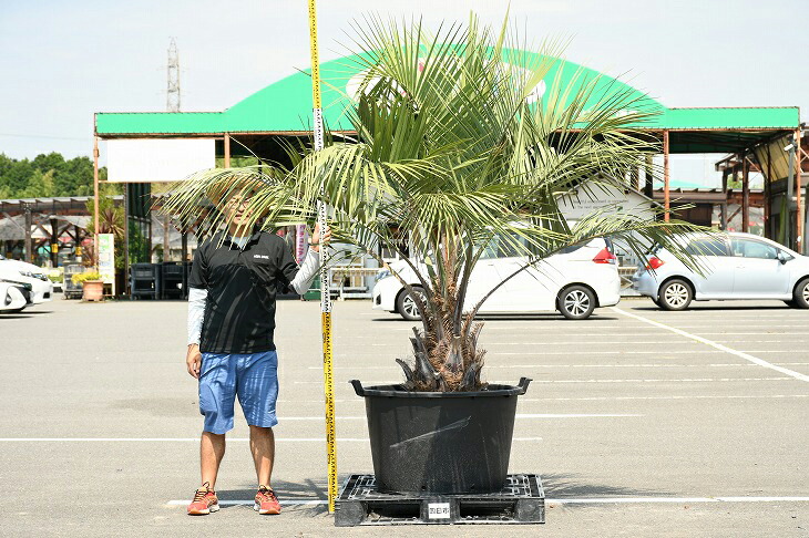 現品送り付ける 耐寒持ち前 椰子科 苗木 ヤシの木 ココスヤシ 頭骨昇り管理すること最中 鉢植え 南国習わし 苑 木 苗木 観葉植物 植木 庭木 表象ツリー 常緑樹 高木 R307 47 Upntabasco Edu Mx