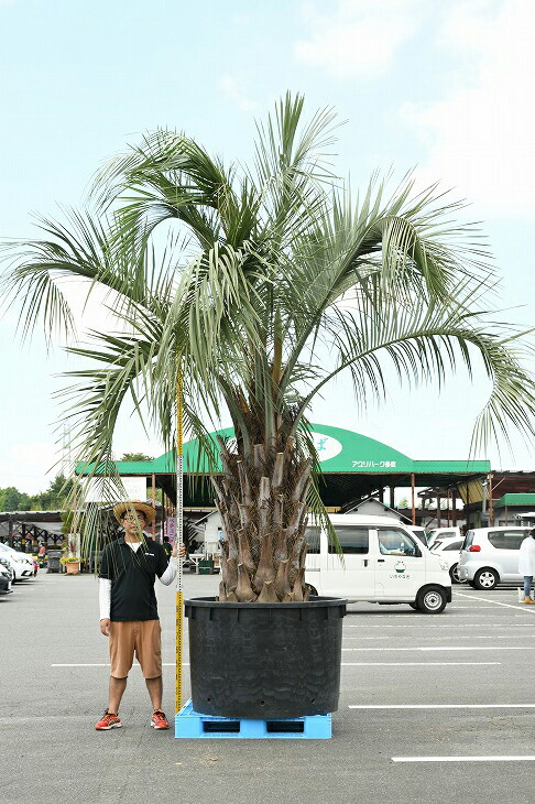 現品発送 耐寒性 ヤシ 苗木 ヤシの木 ココスヤシ 鉢上げ管理中 根巻苗 南国風 庭 木 苗木 観葉植物 植木 庭木 シンボルツリー 常緑樹 高木 根巻苗でのお届け 写真の鉢は別売り R307 5 Factor100 Co Il