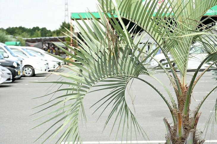 現品発送 耐寒性 ヤシ 苗木 ヤシの木 ココスヤシ 鉢上げ管理中 鉢植え 南国風 庭 木 苗木 観葉植物 植木 庭木 シンボルツリー 常緑樹 高木 R307 52 Salon Raquet De