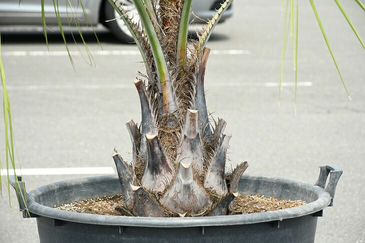 現品発送 耐寒性 ヤシ 苗木 ヤシの木 ココスヤシ 鉢上げ管理中 鉢植え 南国風 庭 木 苗木 観葉植物 植木 庭木 シンボルツリー 常緑樹 高木 R307 53 Salon Raquet De