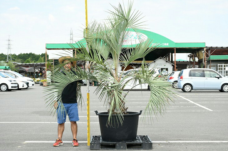 グリーンでｇｏ 苗木 観葉植物 植木 耐寒性 高木 シンボルツリー 現品発送 ココスヤシ 常緑樹 鉢上げ管理中 庭 苗木 木 現品発送 シンボルツリー 鉢植え R307 55 苗木の専門店 ヤシの木 庭木 ヤシ 近年人気急上昇のメンテナンスフリーのシンボルツリーです