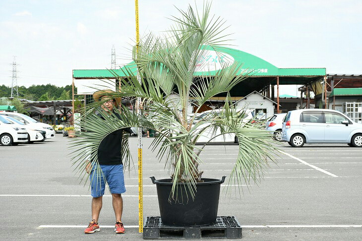 グリーンでgo 苗木 観葉植物 植木 耐寒性 高木 シンボルツリー 現品発送 ココスヤシ 常緑樹 鉢上げ管理中 庭 苗木 木 現品発送 シンボルツリー 鉢植え R307 55 苗木の専門店 ヤシの木 庭木 ヤシ 近年人気急上昇のメンテナンスフリーのシンボルツリーです グリーンでgo 苗木 観葉植物 植木 耐寒性 高木 シンボルツリー 現品発送 ココスヤシ 常緑樹 鉢上げ管理中 庭 苗木 木 現品発送 シンボルツリー 鉢植え R307 55 苗木の専門店 ヤシの木 庭木 ヤシ 近年人気急上昇のメンテナンスフリーのシンボルツリーです