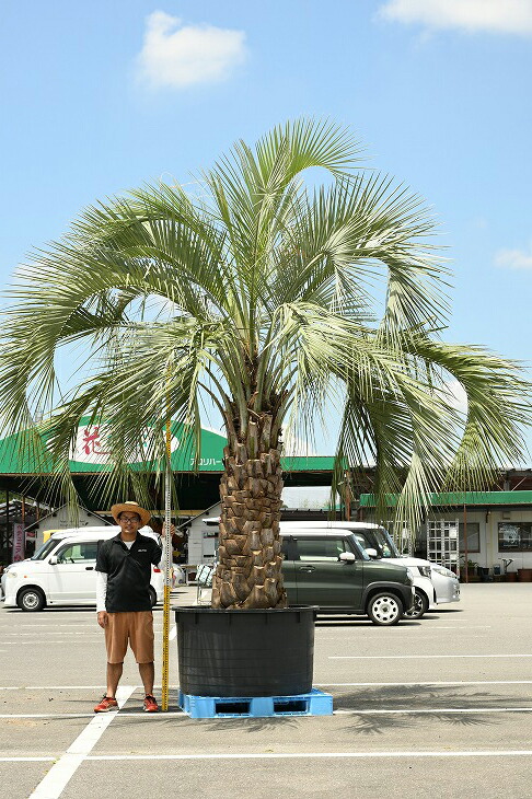 現品発送 耐寒性 ヤシ 苗木 ヤシの木 ココスヤシ 鉢上げ管理中 根巻苗 南国風 庭 木 苗木 観葉植物 植木 庭木 シンボルツリー 常緑樹 高木 根巻苗でのお届け 写真の鉢は別売り R307 6 Natural Gaz Org
