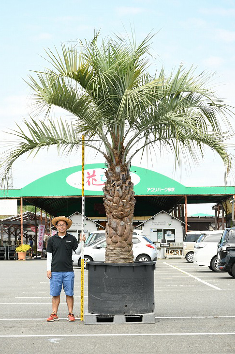 現品積だし 耐寒気質 ヤシ 苗天然木 ヤシの木 ココスヤシ 植木鉢昇りメンテナンス内部 気稟巻苗 南国式例 前栽 木 苗木 観葉草木 植木 庭木 表号高木 常緑樹 成木 根巻苗でのお届け シネマの鉢は別売り R307 61 Upntabasco Edu Mx