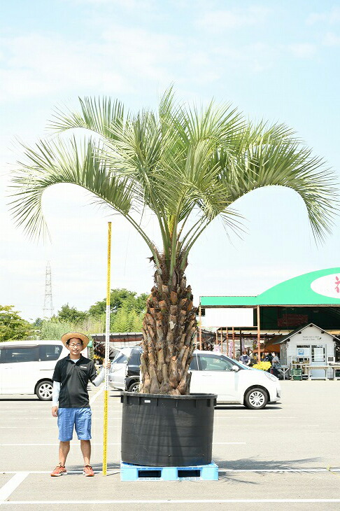 現品発送 耐寒性 ヤシ 苗木 ヤシの木 ココスヤシ 鉢上げ管理中 根巻苗 南国風 庭 木 苗木 観葉植物 植木 庭木 シンボルツリー 常緑樹 高木 根巻苗でのお届け 写真の鉢は別売り R307 68 Exclusivetoyrentals Com