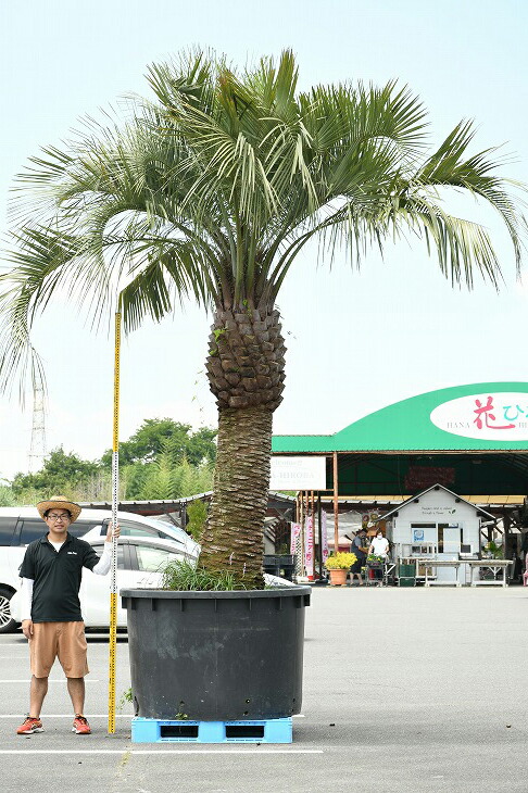 大人気商品 近年人気急上昇のメンテナンスフリーのシンボルツリーです 現品発送 耐寒性 常緑樹 ヤシ 苗木 高木 ヤシの木 根巻苗 ココスヤシ 鉢上げ管理中 根巻苗 南国風 庭 木 苗木 観葉植物 植木 庭木 シンボルツリー 常緑樹 高木 根巻苗でのお届け