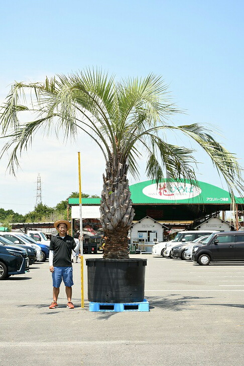 近年人気急上昇のメンテナンスフリーのシンボルツリーです 現品発送 耐寒性 高木 ヤシ 苗木 根巻苗でのお届け ヤシの木 ココスヤシ 鉢上げ管理中 写真の鉢は別売り 根巻苗 南国風 庭 木 苗木 観葉植物 植木 庭木 シンボルツリー 常緑樹 高木 根巻苗でのお
