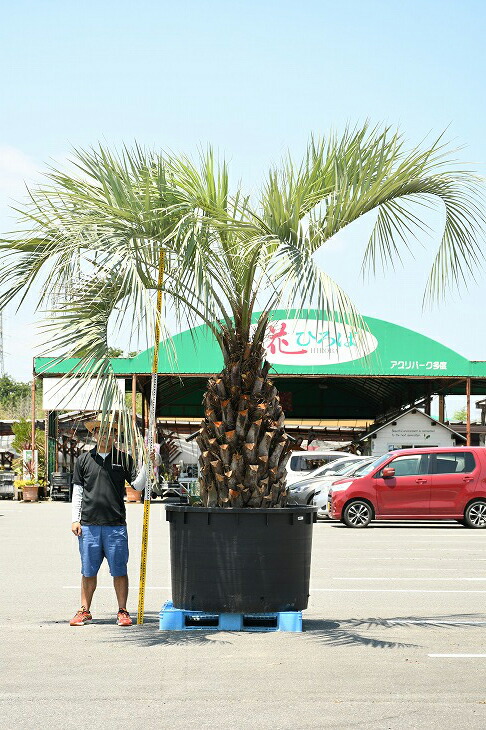 写真の鉢は別売り 観葉植物庭木根巻苗苗木ココスヤシシンボルツリー庭ヤシ 現品発送 南国風植木 ヤシの木ヤシr307 81 苗木の専門店常緑樹鉢上げ管理中 耐寒性苗木シンボルツリー近年人気急上昇のメンテナンスフリーのシンボルツリーです 写真の鉢は別売り 観葉植物庭木根巻苗苗木ココスヤシシンボルツリー庭ヤシ 現品発送 南国風植木 ヤシの木ヤシr307 81 苗木の専門店常緑樹鉢上げ管理中 耐寒性苗木シンボルツリー近年人気急上昇のメンテナンスフリーのシンボルツリーです