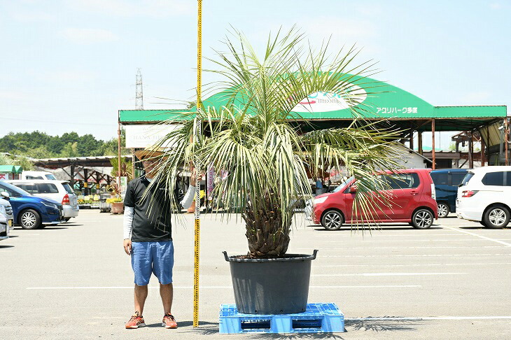 ヤシ植木ココスヤシ近年人気急上昇のメンテナンスフリーのシンボルツリーです 植木耐寒性 ヤシの木 現品発送 常緑樹庭庭木ココスヤシ写真の鉢は別売り 植木木高木根巻苗