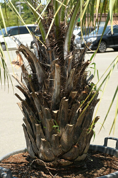 ヤシ植木ココスヤシ近年人気急上昇のメンテナンスフリーのシンボルツリーです 植木耐寒性 ヤシの木 現品発送 常緑樹庭庭木ココスヤシ写真の鉢は別売り 植木木高木根巻苗