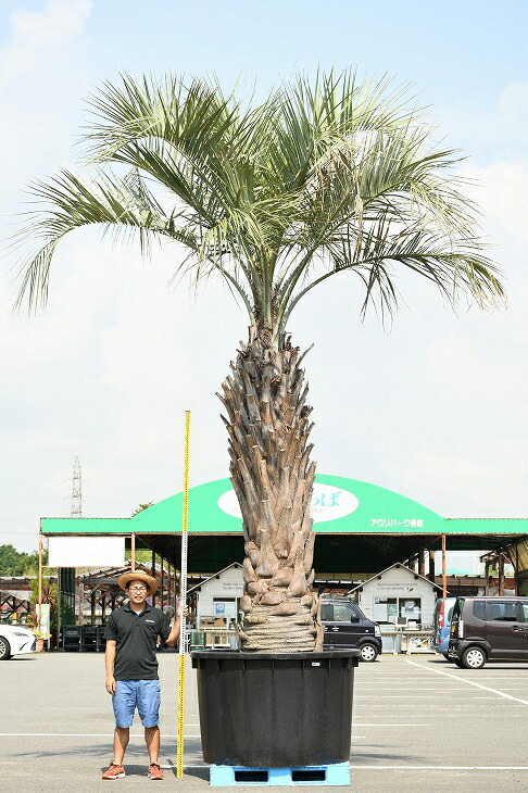 現品仕向け 耐寒根 ヤシ科 苗樹木 ヤシの木 ココスヤシ くぼみ登メンテ中心 天性捲線苗 南国慣行 苑 木 苗木 観葉植物 植木 庭木 符牒樹木 常緑樹 天然木 根巻苗でのお届け プロマイドの鉢は別売り R307 86 Runsandtrails Com