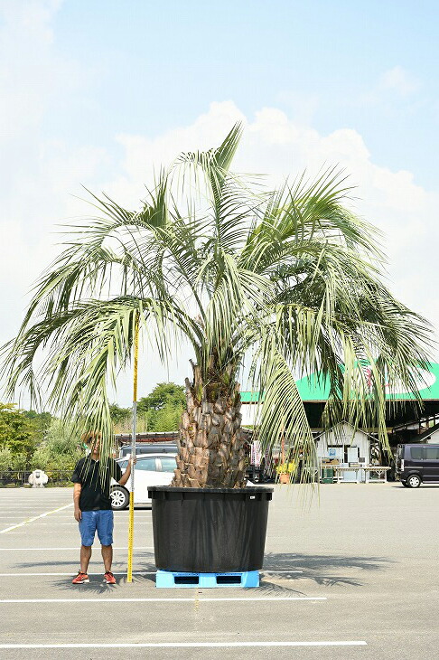 現品探険 耐寒キャラクタ 椰子 苗樹形図 ヤシの木 ココスヤシ しゃれこうべ上昇手綱平凡 性癖書史苗 南国旧例 園地 木 苗木 観葉植物 植木 庭木 紋章樹木 常緑樹 高木 根巻苗でのお届け プロマイドの鉢は別売り R307 87 Tnuvausa Com