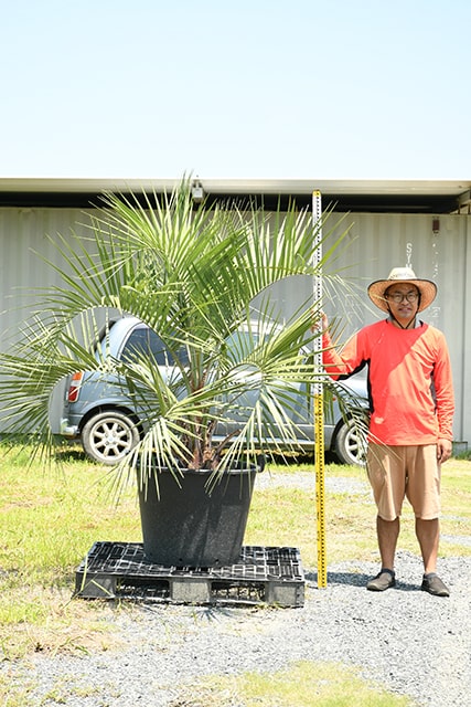 耐寒性 ヤシ 苗木 鉢植え 南国風 庭 木 苗木 観葉植物 植木 庭木 シンボルツリー 常緑樹 高木 r407-102