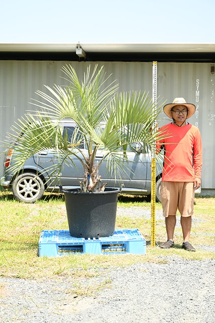 大切な 耐寒性 ヤシ 苗木 鉢植え 南国風 庭 木 観葉植物 植木 庭木 シンボルツリー 常緑樹 高木 R407 103 Fucoa Cl