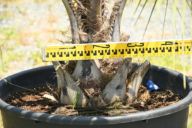  耐寒性 ヤシ 苗木  根巻苗 南国風 庭 木 苗木 観葉植物 植木 庭木 シンボルツリー 常緑樹 高木  r407-79