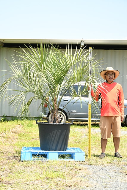 耐寒性 ヤシ 苗木 木 鉢植え 高木 シンボルツリー 観葉植物 庭 南国風 常緑樹 R407 8 庭木 植木