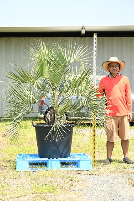 耐寒性 ヤシ 苗木 鉢植え 南国風 庭 木 苗木 観葉植物 植木 庭木 シンボルツリー 常緑樹 高木 r407-106