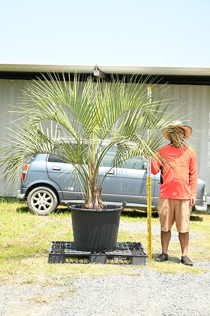 耐寒性 ヤシ 苗木 鉢植え 南国風 庭 木 観葉植物 植木 庭木 シンボルツリー 常緑樹 高木 R407 109 ギフト