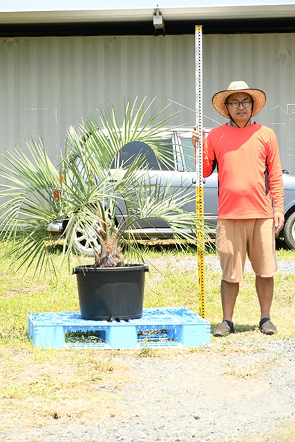 超目玉 耐寒性 ヤシ 苗木 鉢植え 南国風 庭 木 観葉植物 植木 庭木 シンボルツリー 常緑樹 高木 R407 112 Fucoa Cl