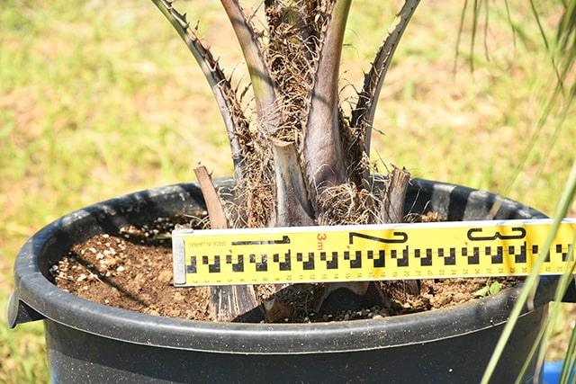 お得 耐寒性 ヤシ 苗木 鉢植え 南国風 庭 木 観葉植物 植木 庭木 シンボルツリー 常緑樹 高木 R407 1 Fucoa Cl