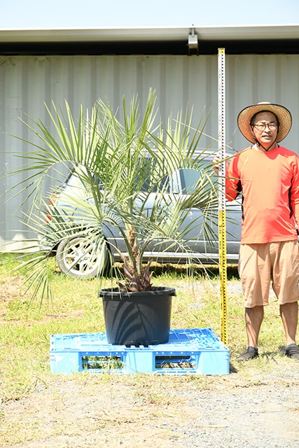 70 Offアウトレット 耐寒性 ヤシ 苗木 鉢植え 南国風 庭 木 観葉植物 植木 庭木 シンボルツリー 常緑樹 高木 R407 122 Fucoa Cl