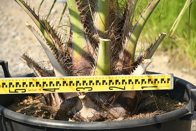 から厳選した 耐寒性 ヤシ 苗木 鉢植え 南国風 庭 木 観葉植物 植木 庭木 シンボルツリー 常緑樹 高木 R407 136 Www Dexion Com Au