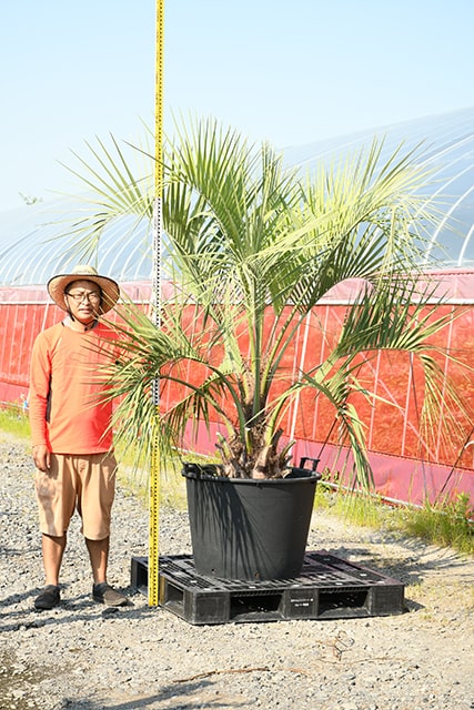 セットアップ 耐寒性 ヤシ 苗木 鉢植え 南国風 庭 木 観葉植物 植木 庭木 シンボルツリー 常緑樹 高木 R407 139 Fucoa Cl