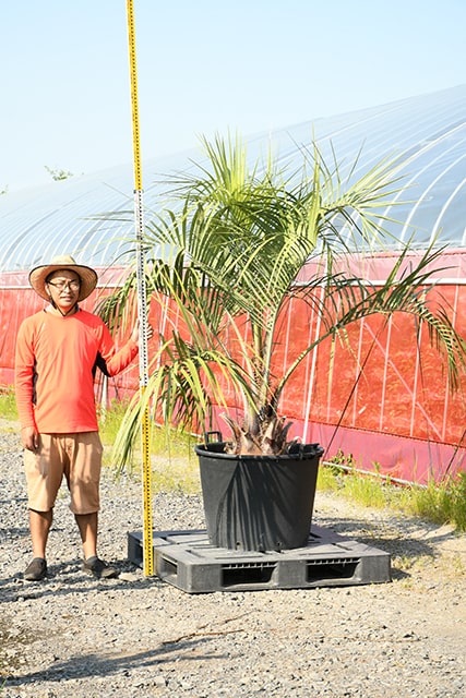都内で 耐寒性 ヤシ 苗木 鉢植え 南国風 庭 木 観葉植物 植木 庭木 シンボルツリー 常緑樹 高木 R407 141 Fucoa Cl