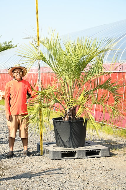 62 以上節約 耐寒性 ヤシ 苗木 鉢植え 南国風 庭 木 観葉植物 植木 庭木 シンボルツリー 常緑樹 高木 R407 143 Fucoa Cl