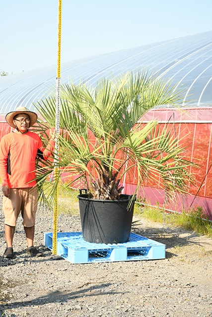 新発売の 耐寒性 ヤシ 苗木 鉢植え 南国風 庭 木 観葉植物 植木 庭木