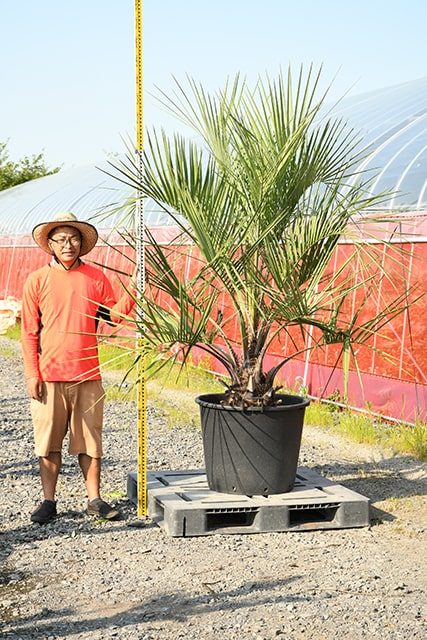 最大64 オフ 耐寒性 ヤシ 苗木 鉢植え 南国風 庭 木 観葉植物 植木 庭木 シンボルツリー 常緑樹 高木 R407 149 Fucoa Cl