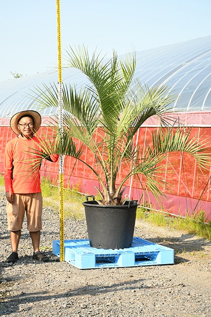 最安値級価格 耐寒性 ヤシ 苗木 鉢植え 南国風 庭 木 観葉植物 植木