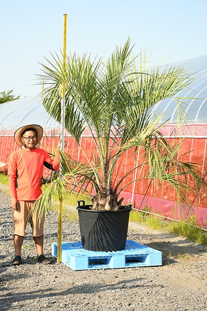 最大54 オフ 耐寒性 ヤシ 苗木 鉢植え 南国風 庭 木 観葉植物 植木 庭木 シンボルツリー 常緑樹 高木 R407 154 Fucoa Cl