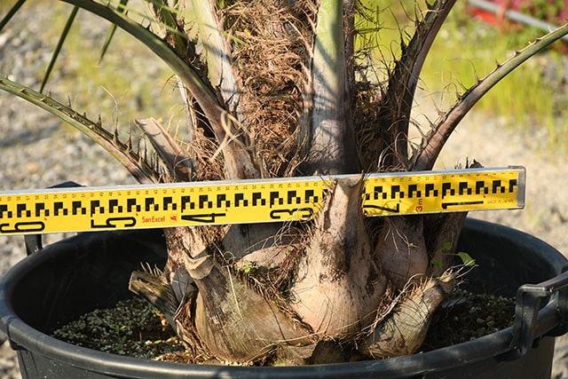 最大54 オフ 耐寒性 ヤシ 苗木 鉢植え 南国風 庭 木 観葉植物 植木 庭木 シンボルツリー 常緑樹 高木 R407 154 Fucoa Cl