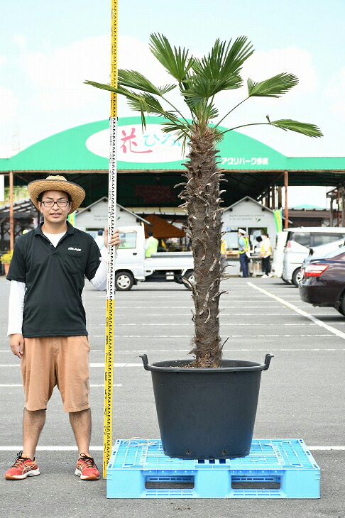 メダカの産卵用 高木 高木 ヤシ 棕櫚 木 苗木 苗木 耐寒性 シンボルツリー 植木 ヤシの木 庭木 トウシュロ 庭 南国風 現品発送 植木 鉢植え 苗木 常緑樹 観葉植物 すらっとした 近年人気急上昇のメンテナンスフリーのシンボルツリーです トウジュロ 唐シュロ
