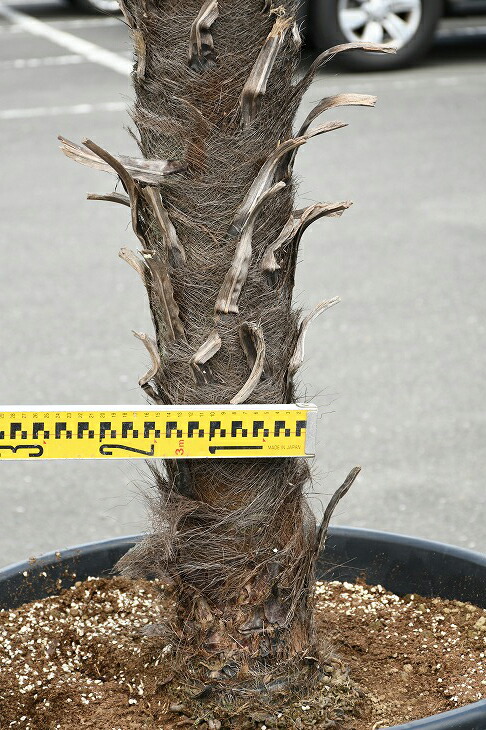 メダカの産卵用 高木 高木 ヤシ 棕櫚 木 苗木 苗木 耐寒性 シンボルツリー 植木 ヤシの木 庭木 トウシュロ 庭 南国風 現品発送 植木 鉢植え 苗木 常緑樹 観葉植物 すらっとした 近年人気急上昇のメンテナンスフリーのシンボルツリーです トウジュロ 唐シュロ
