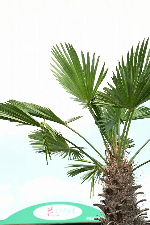 メダカの産卵用 高木 高木 ヤシ 棕櫚 木 苗木 苗木 耐寒性 シンボルツリー 植木 ヤシの木 庭木 トウシュロ 庭 南国風 現品発送 植木 鉢植え 苗木 常緑樹 観葉植物 すらっとした 近年人気急上昇のメンテナンスフリーのシンボルツリーです トウジュロ 唐シュロ メダカの産卵用 高木 高木 ヤシ 棕櫚 木 苗木 苗木 耐寒性 シンボルツリー 植木 ヤシの木 庭木 トウシュロ 庭 南国風 現品発送 植木 鉢植え 苗木 常緑樹 観葉植物 すらっとした 近年人気急上昇のメンテナンスフリーのシンボルツリーです トウジュロ 唐シュロ