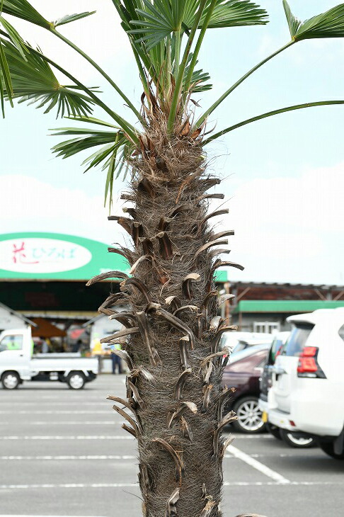 メダカの産卵用 高木 高木 ヤシ 棕櫚 木 苗木 苗木 耐寒性 シンボルツリー 植木 ヤシの木 庭木 トウシュロ 庭 南国風 現品発送 植木 鉢植え 苗木 常緑樹 観葉植物 すらっとした 近年人気急上昇のメンテナンスフリーのシンボルツリーです トウジュロ 唐シュロ