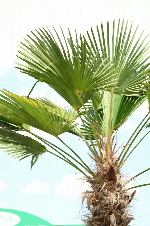 近年人気急上昇のメンテナンスフリーのシンボルツリーです ヤシ 耐寒性 苗木 植木 メダカの産卵用 すらっとした 現品発送 鉢植え ヤシの木 植木 トウジュロ トウシュロ 唐シュロ 南国風 庭 木 苗木 観葉植物 植木 庭木 シンボルツリー 常緑樹 高木 メダカの産卵
