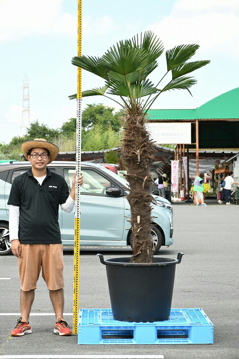 鉢植え シンボルツリー すらっとした 耐寒性 観葉植物 常緑樹 トウシュロ 現品発送 高木 庭 メダカの産卵用 唐シュロ トウジュロ 庭木 現品発送 植木 苗木 南国風 苗木 棕櫚 木 近年人気急上昇のメンテナンスフリーのシンボルツリーです 庭 高木 ヤシの木 ヤシ 鉢植え シンボルツリー すらっとした 耐寒性 観葉植物 常緑樹 トウシュロ 現品発送 高木 庭 メダカの産卵用 唐シュロ トウジュロ 庭木 現品発送 植木 苗木 南国風 苗木 棕櫚 木 近年人気急上昇のメンテナンスフリーのシンボルツリーです 庭 高木 ヤシの木 ヤシ