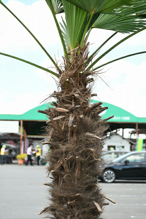 耐寒性 すらっとした 苗木 トウシュロ 現品発送 観葉植物 ヤシ 常緑樹 高木 近年人気急上昇のメンテナンスフリーのシンボルツリーです 鉢植え トウジュロ ヤシの木 唐シュロ 南国風 庭 木 苗木 観葉植物 植木 庭木 シンボルツリー 常緑樹 高木 メダカの産卵用