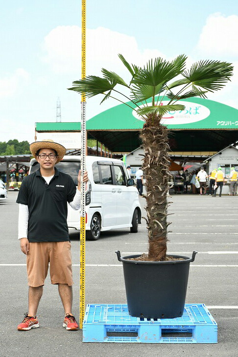 耐寒性 すらっとした ヤシ 苗木 鉢植え 唐シュロ トウジュロ 南国風 庭 木 観葉植物 植木 庭木 シンボルツリー 常緑樹 高木 メダカの産卵用 棕櫚 Syuro R03 特別セーフ