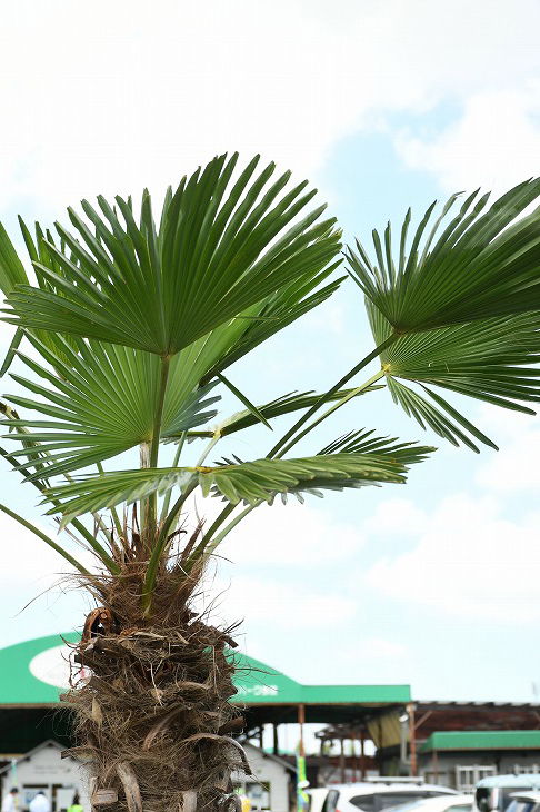 現品発送 耐寒性 すらっとした ヤシ 苗木 ヤシの木 トウシュロ 鉢植え 唐シュロ トウジュロ 南国風 庭 木 苗木 観葉植物 植木 庭木 シンボルツリー 常緑樹 高木 メダカの産卵用 棕櫚 Syuro R03 Sermus Es